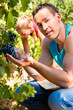 Photo: Winegrower picking grapes at harvest time Winegrower picking grapes at harvest time