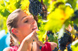 Photo: Winegrower picking grapes at harvest time Winegrower picking grapes at harvest time