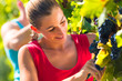 Photo: Winegrower picking grapes at harvest time Winegrower picking grapes at harvest time