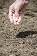 Closeup of sowing