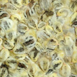 Foto: Chicks Chicks