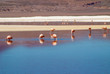 Flamingos eating