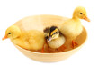 Foto: Floating cute ducklings isolated on white Floating cute ducklings isolated on white