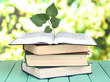 Photo: Books with plant on table on bright background Books with plant on table on bright background