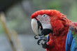 アカコンゴウインコ
