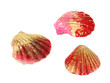 Colorful seashells, isolated on white