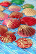 Colorful seashells on bright background