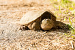 Common snapping turtle
