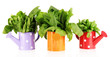 Fresh herbs in colorful watering cans isolated on white
