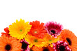Gerber flowers