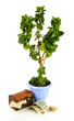 Money tree with money isolated on white