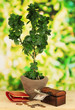 Foto: Money tree with money on wooden table on natural background Money tree with money on wooden table on natural background
