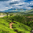 Photo: Tea plantations Tea plantations