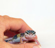 Leopardgecko in der Hand
