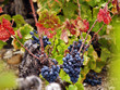 Harvesting grapes