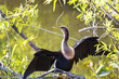 Bird in Everglades