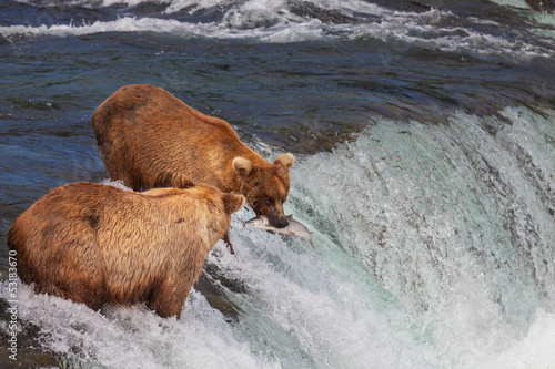 Photo: Bear on Alaska Bear on Alaska