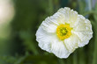 Islandmohn (papaver nudicaule)
