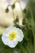 Islandmohn (papaver nudicaule)
