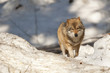 Grey wolf on the snow background