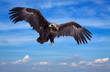 Flying black vulture