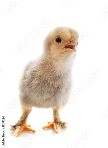 Photo: young chick young chick