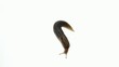 Video: snail over white snail over white