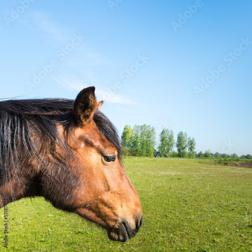 Photo: Portrait of a sadly looking horse Portrait of a sadly looking horse