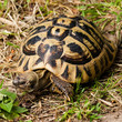 tartaruga