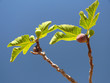 figs - horizontal