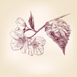 Jasmine hand drawn vector llustration