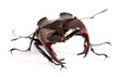 Stag beetle