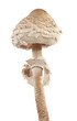 Parasol mushroom Macrolepiota procera
