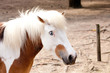 Pony