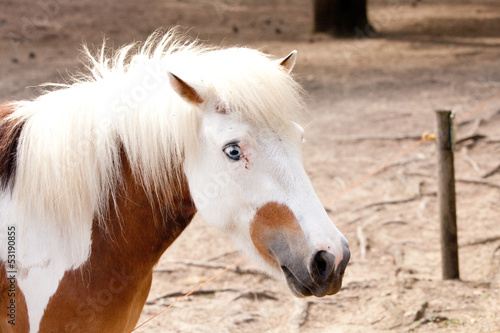 Photo: Pony Pony