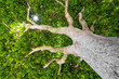 Photo: treetop - an old tree treetop - an old tree
