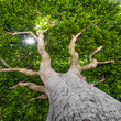 old tree