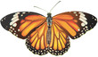 Vector: Papillon-tigre Papillon-tigre