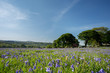 Bluebells at Emsworthy Dartmoor national park Devon Uk