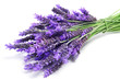 Foto: lavender flowers lavender flowers