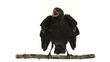 Young western jackdaw perched on a branch and squeaking