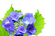 Photo: hydrangea hydrangea