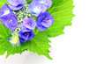 Photo: hydrangea hydrangea