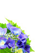 Photo: hydrangea hydrangea