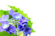 Photo: hydrangea hydrangea