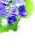 Photo: hydrangea hydrangea