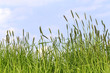 Pflanzendetail Hintergrund