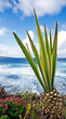 Kleine Palme am Ocean