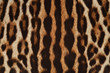 leopard fur closeup