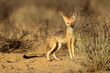 canvas print picture Cape fox, Kalahari desert